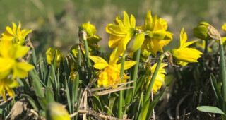 ガーデンプロジェクト ガーデンプロジェクト